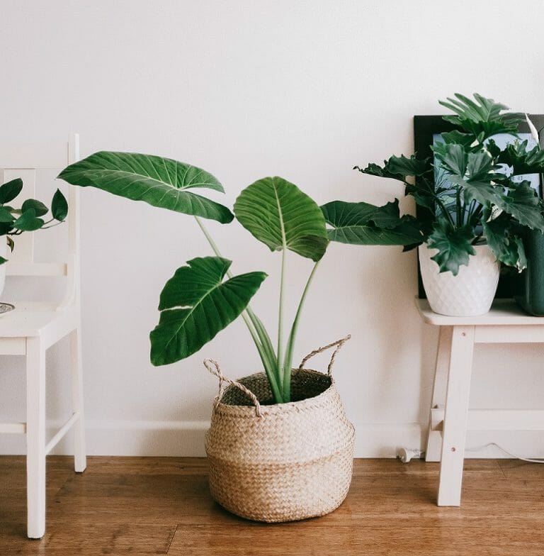 Protecting your wood floor from water staining from your pot plants Art of Clean