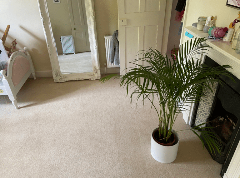 carpet cleaning Cambridge