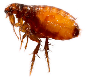 carpet fleas